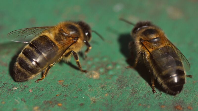 Datei:Dunkle Biene Apis mellifera mellifera.jpg