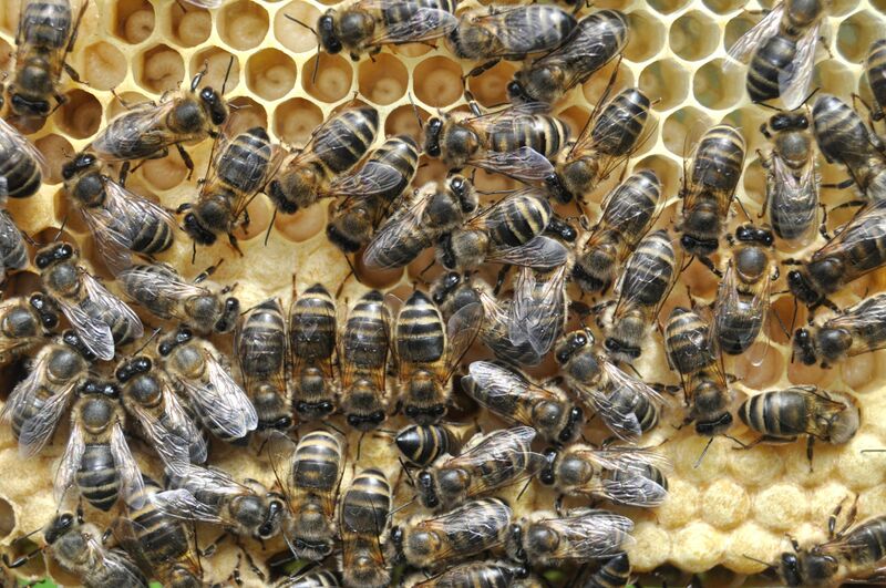 Datei:Apis-mellifera-siciliana-1.jpg