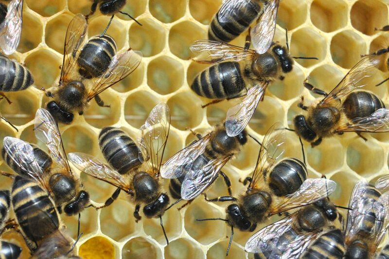 Datei:Apis-mellifera-siciliana-2.jpg