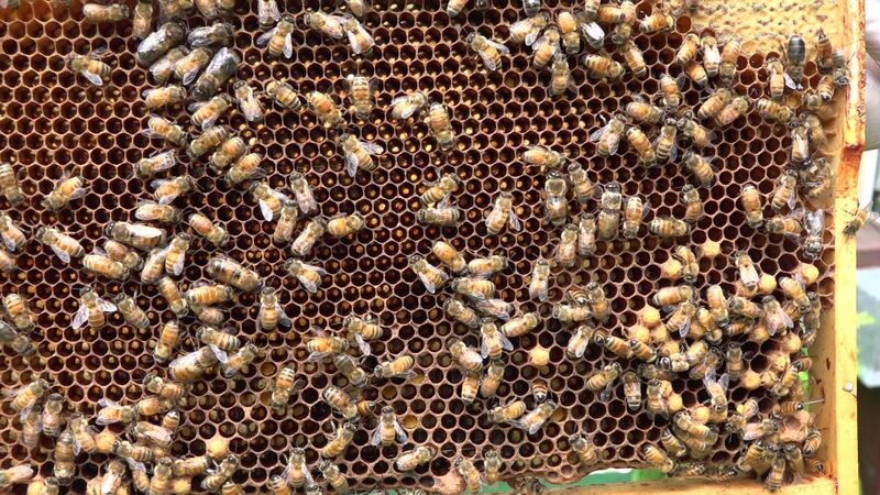 Datei:Wabe mit Honigbienen.jpg