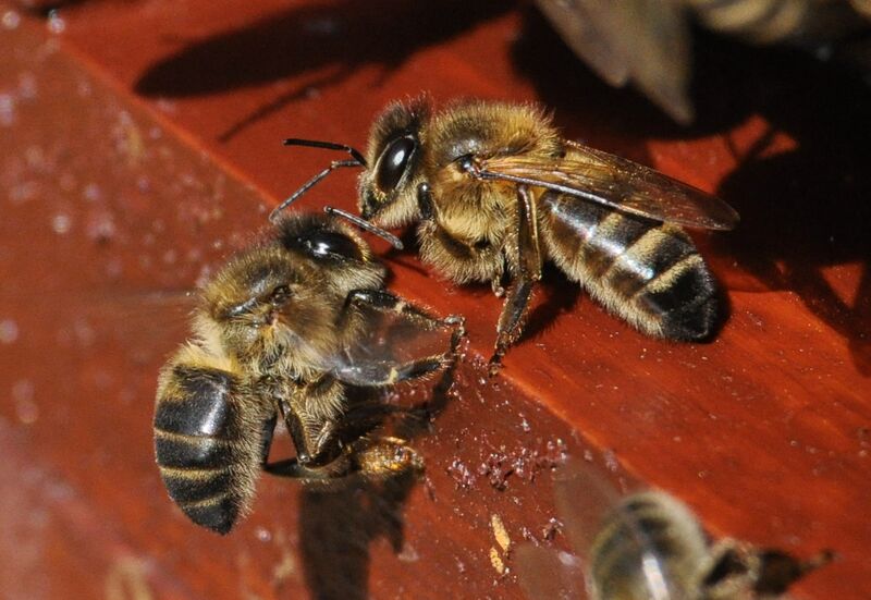 Datei:Vergleich Sicula Mellifera.jpg