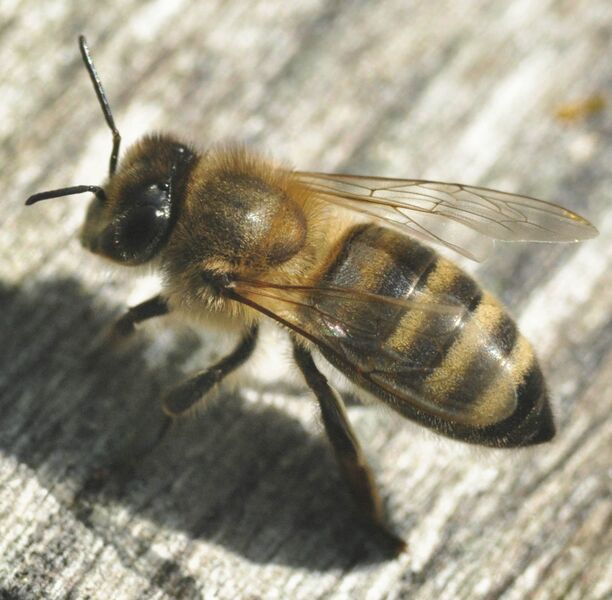 Datei:Apis mellifera carnica.jpg