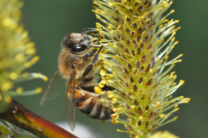 Datei:Apis mellifera Arbeiterin.jpg