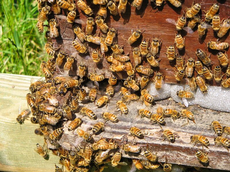 Datei:Apis hier Apis mellifera ligustica.jpg