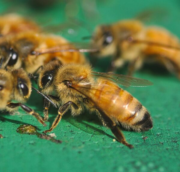 Apis mellifera ligustica – Bienen-Wiki